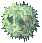 Rafflesia