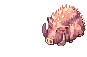 Gullinbursti