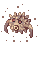 Demon Pungus
