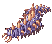 Centipede Larva
