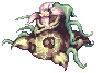 Jungle Madragora