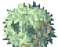 Rafflesia