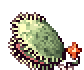 Muscipular