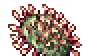 Drosera