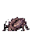 Thief Bug Female